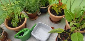 Blumen gießen mit Brauchwasser